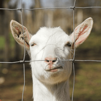 Grillage à Moutons, Grillage Noué Ursus