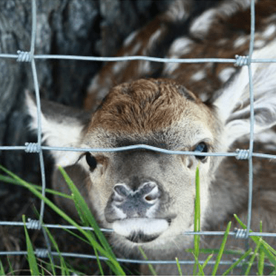 Grillage à mouton avec mailles dégressives et biche