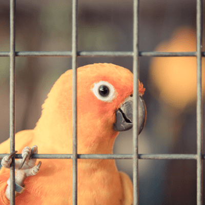 Grillage volière à mailles rectangulaires galvanisées formant un enclos à oiseaux