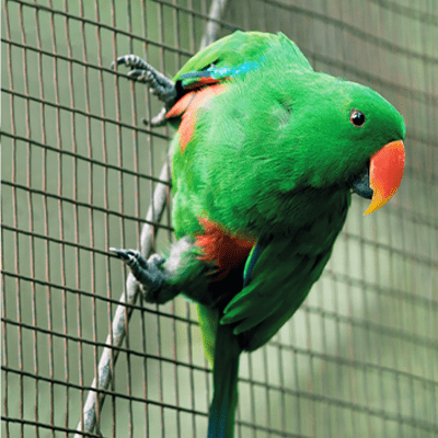 Oiseau vert accroché à un grillage volière à mailles carrées