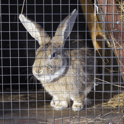 Grillage volière utilisé pour un enclos à lapins