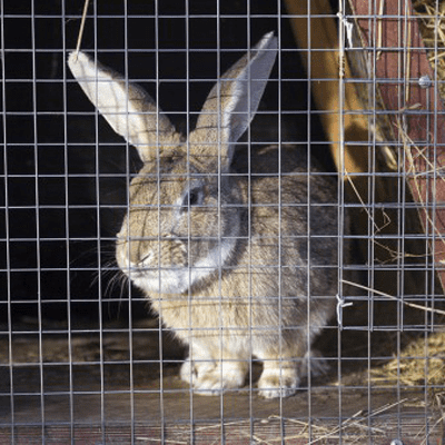 Grillage agricole en rouleau : grillage à poule et grillage lapin