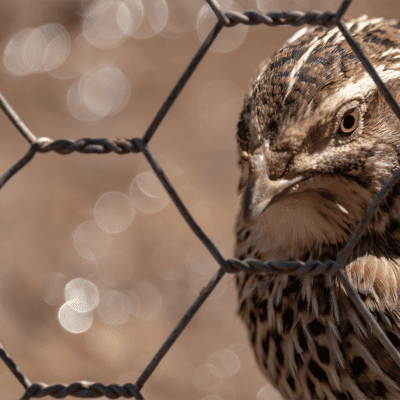 Grillage à poule et petits animaux