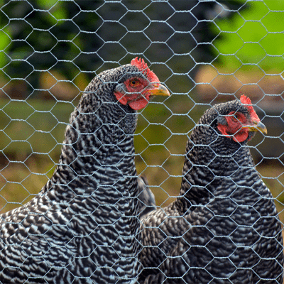 Grillage à poule 10 x 1m pour poulailler