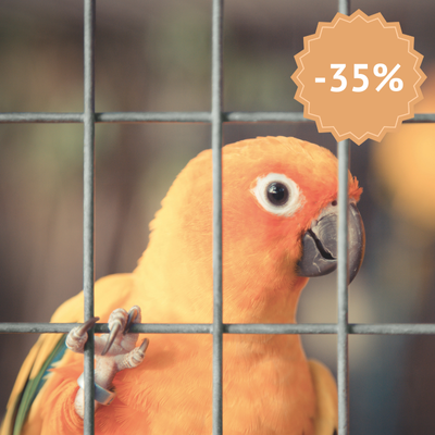 Grillage volière à mailles rectangulaires galvanisées formant un enclos à oiseaux