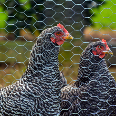 Grillage à poule à mailles torsadées pour enclos