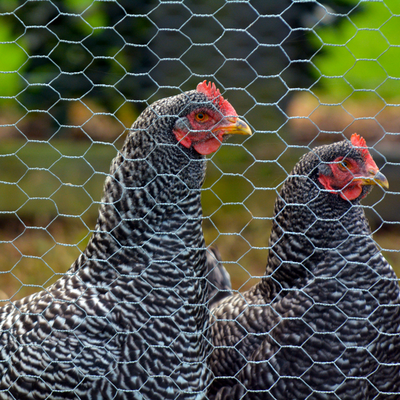 Grillage à poule à mailles torsadées pour enclos