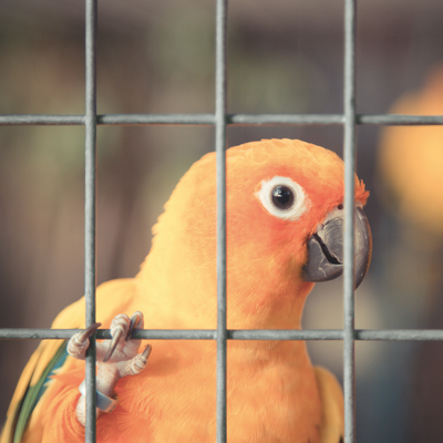 Grillage volière à mailles rectangulaires galvanisées formant un enclos à oiseaux